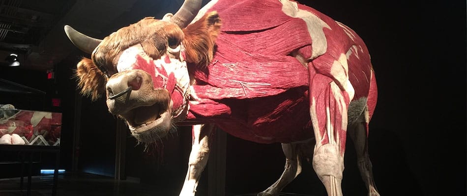 Animaux à corps ouvert : fascinante exposition! 