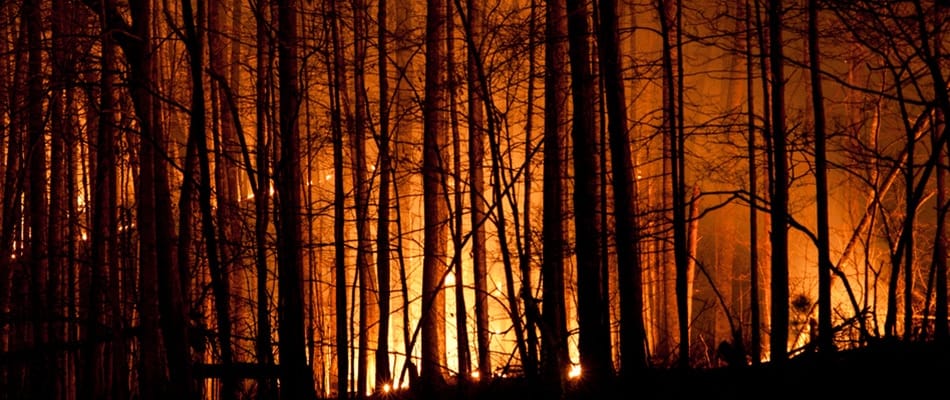 Les feux de forêt dans la tourmente climatique