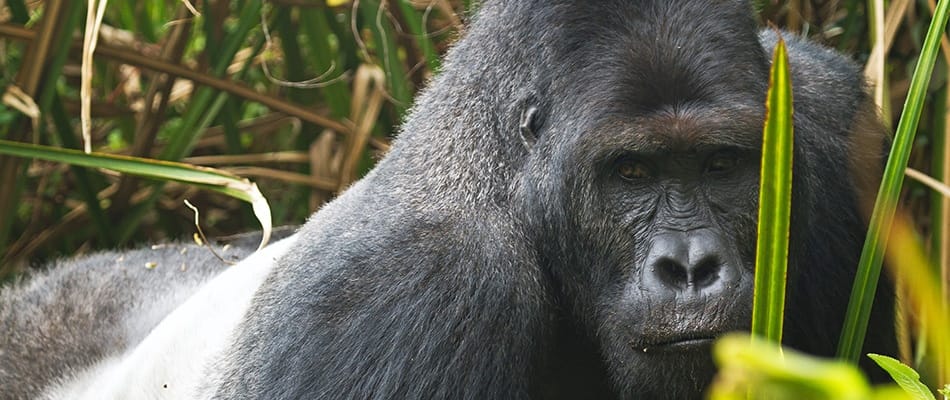 Le plus gros des gorilles en voie d'extinction