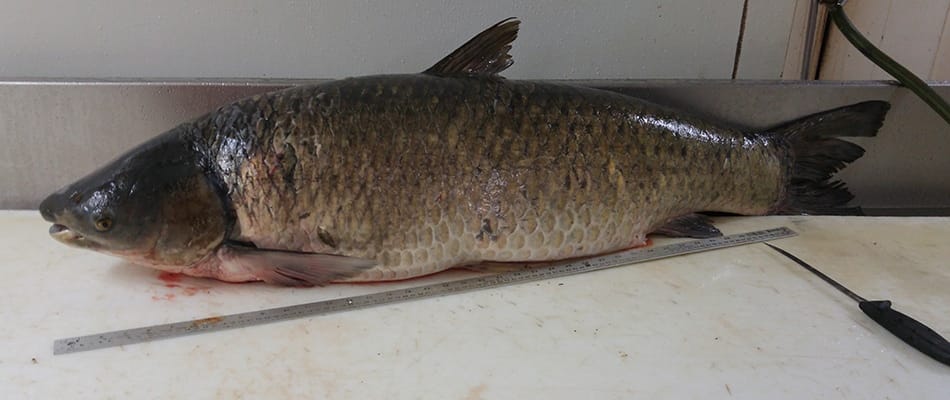 Carpe asiatique capturée dans le fleuve Saint-Laurent
