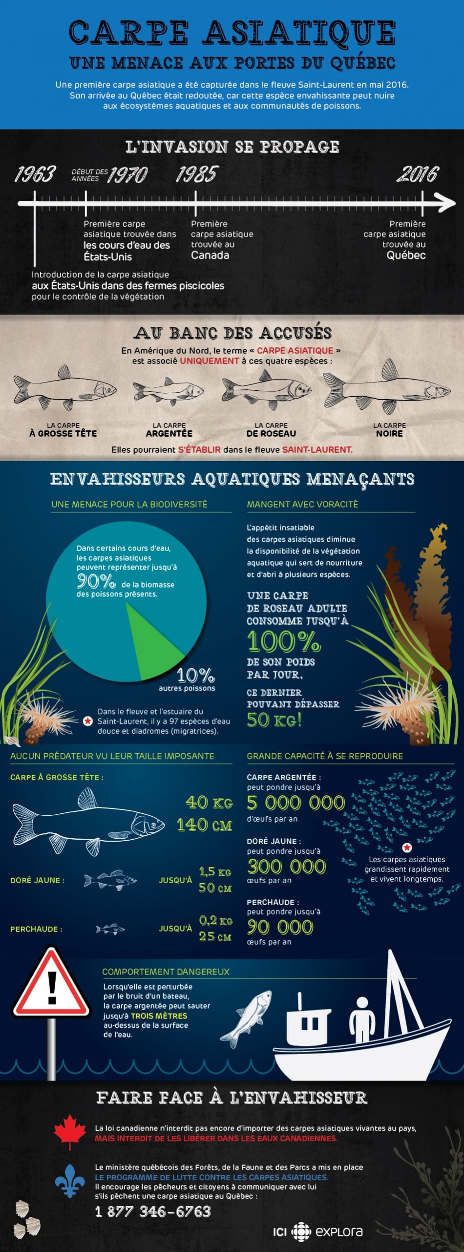 Carpe asiatique : une menace aux portes du Québec Carpe asiatique : une menace aux portes du Québec
