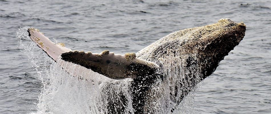 Les baleines ont l'oreille sensible