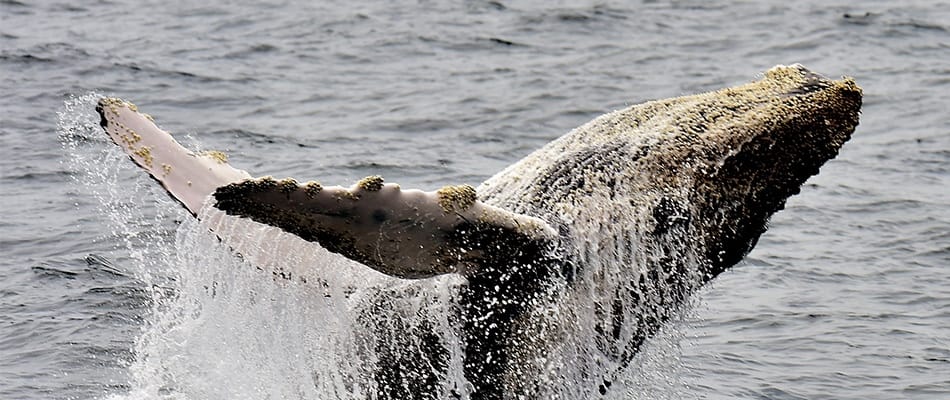 Les baleines ont l'oreille sensible Les baleines ont l'oreille sensible