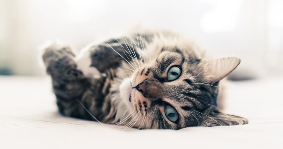 Les chats ont conquis la planète en deux vagues