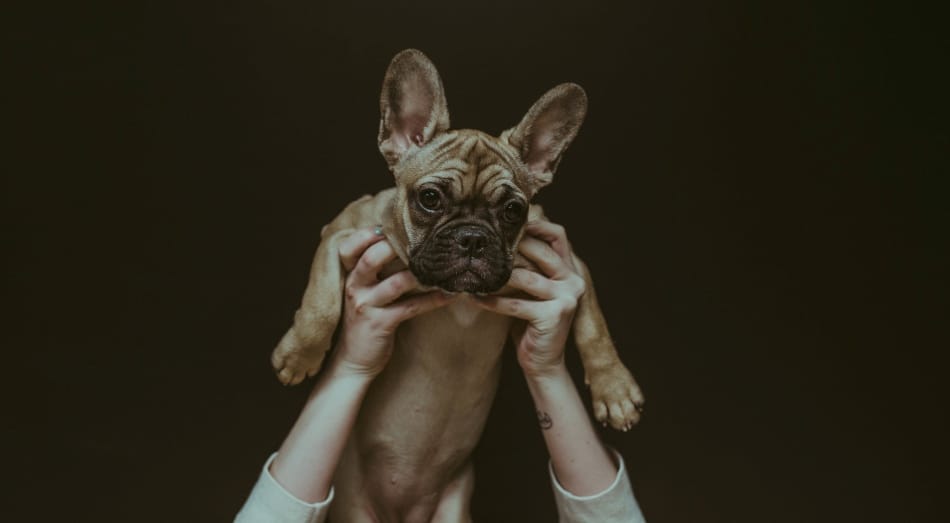 Parler à son chien comme à un bébé Parler à son chien comme à un bébé