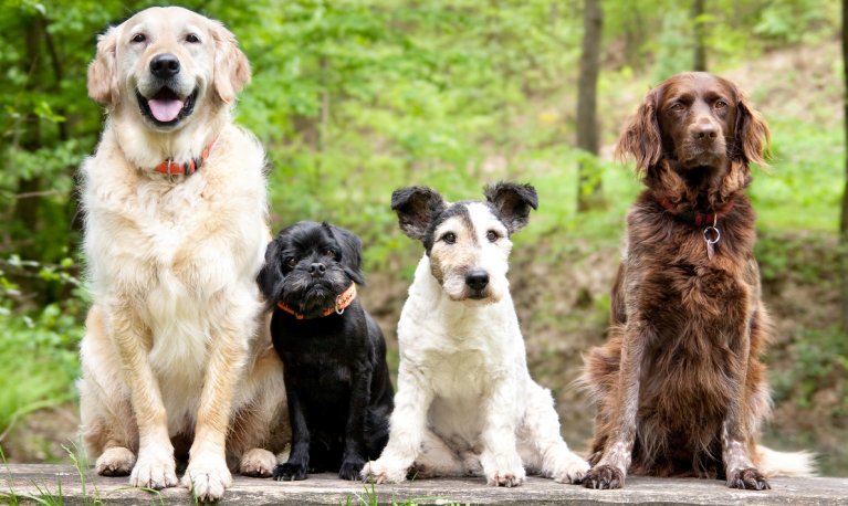 Test ADN : déterminez la race de votre chien - WanimoBuzz