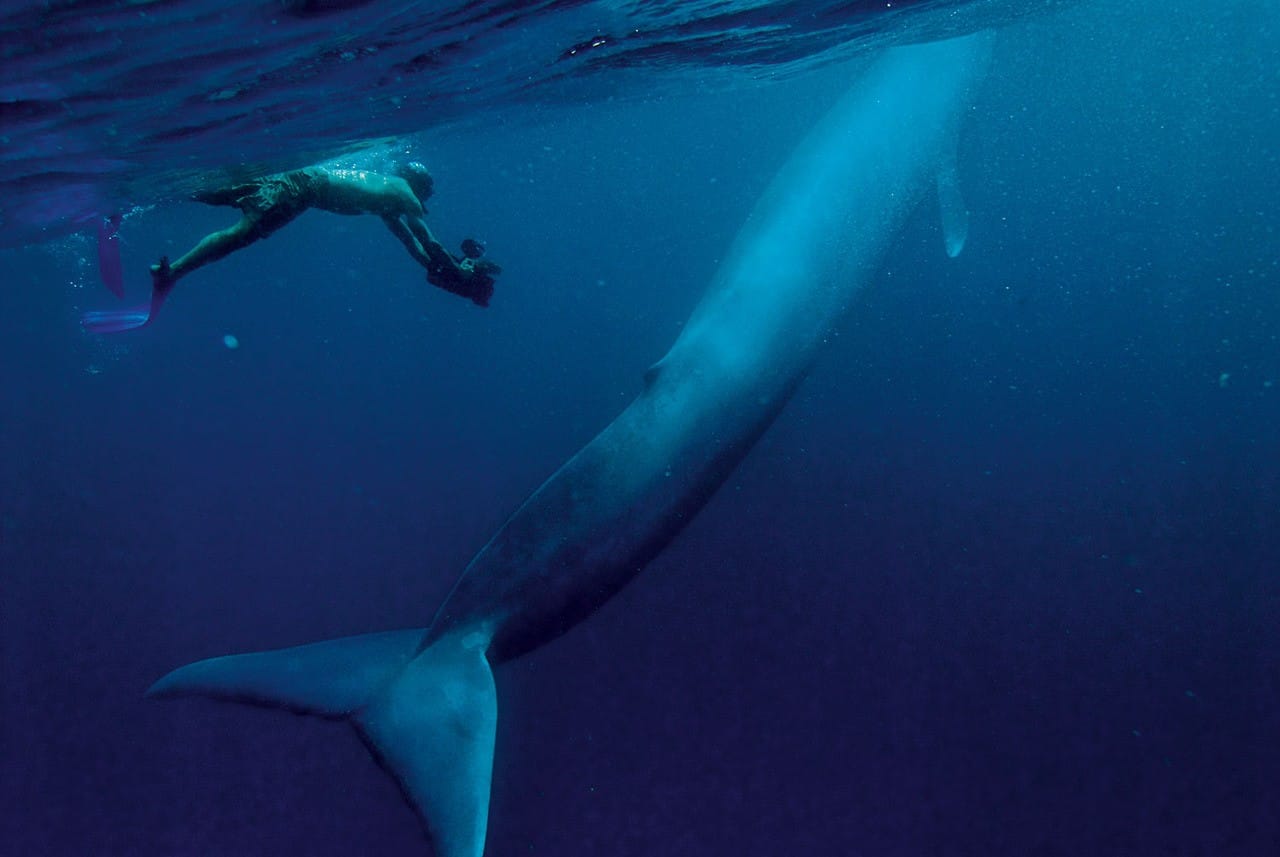 Durée De Vie D Une Baleine LE FESTIN DES BALEINES BLEUES | ICI Explora