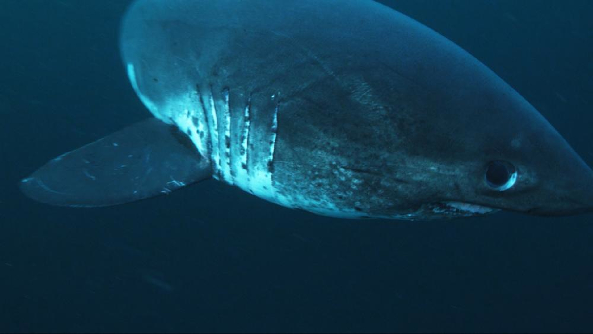 Requin Tueur Dans Un Autre Monde LE REQUIN TUEUR DES GLACES | ICI Explora