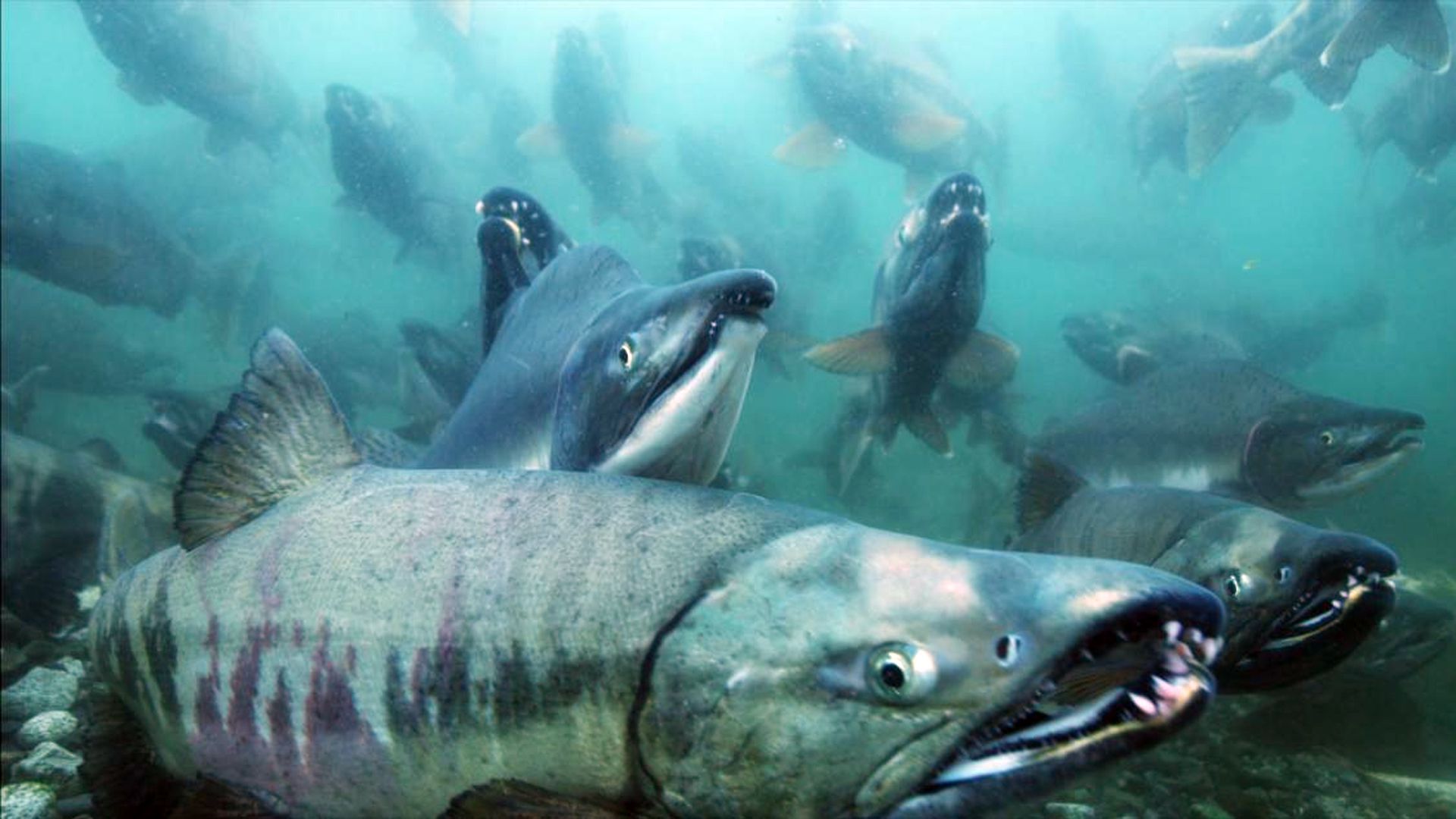 Requin Tueur Dans Un Autre Monde LE REQUIN TUEUR DES GLACES | ICI Explora