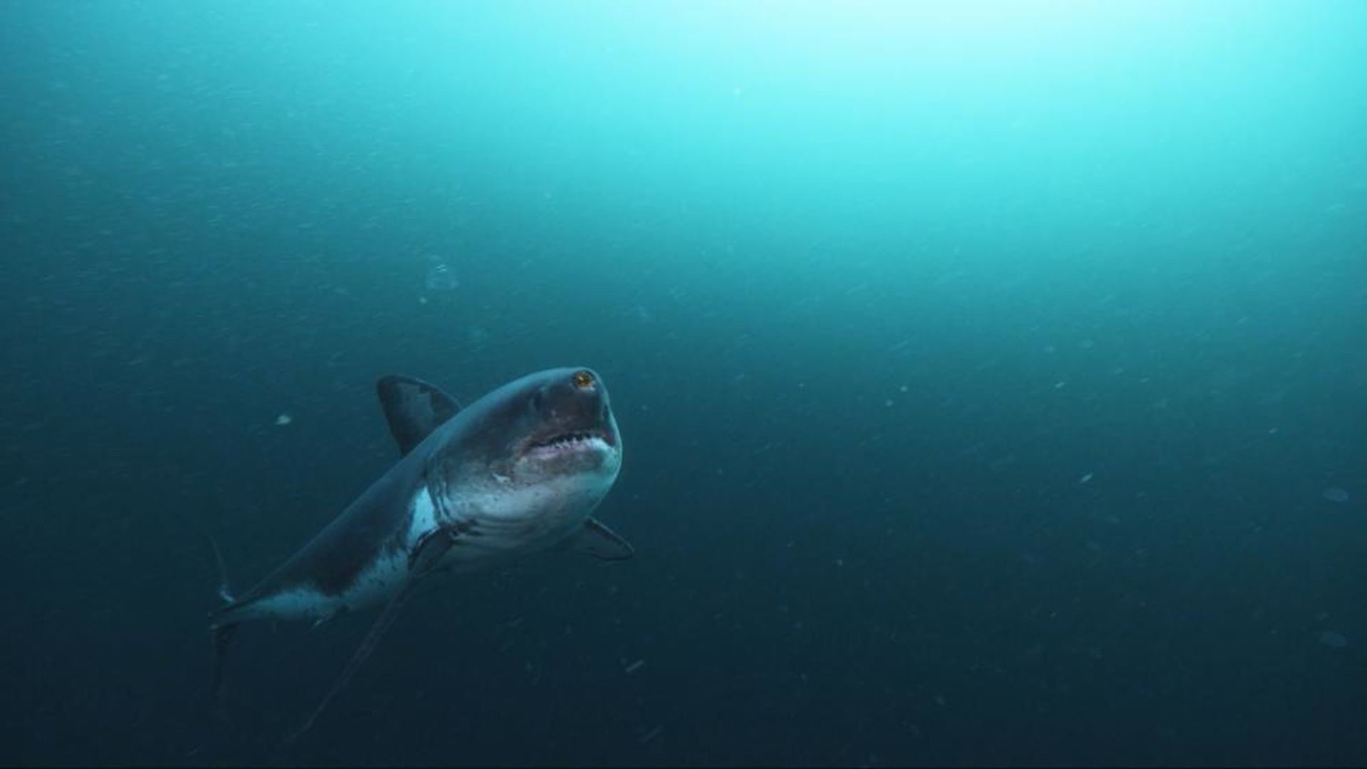 Requin Tueur Dans Un Autre Monde LE REQUIN TUEUR DES GLACES | ICI Explora