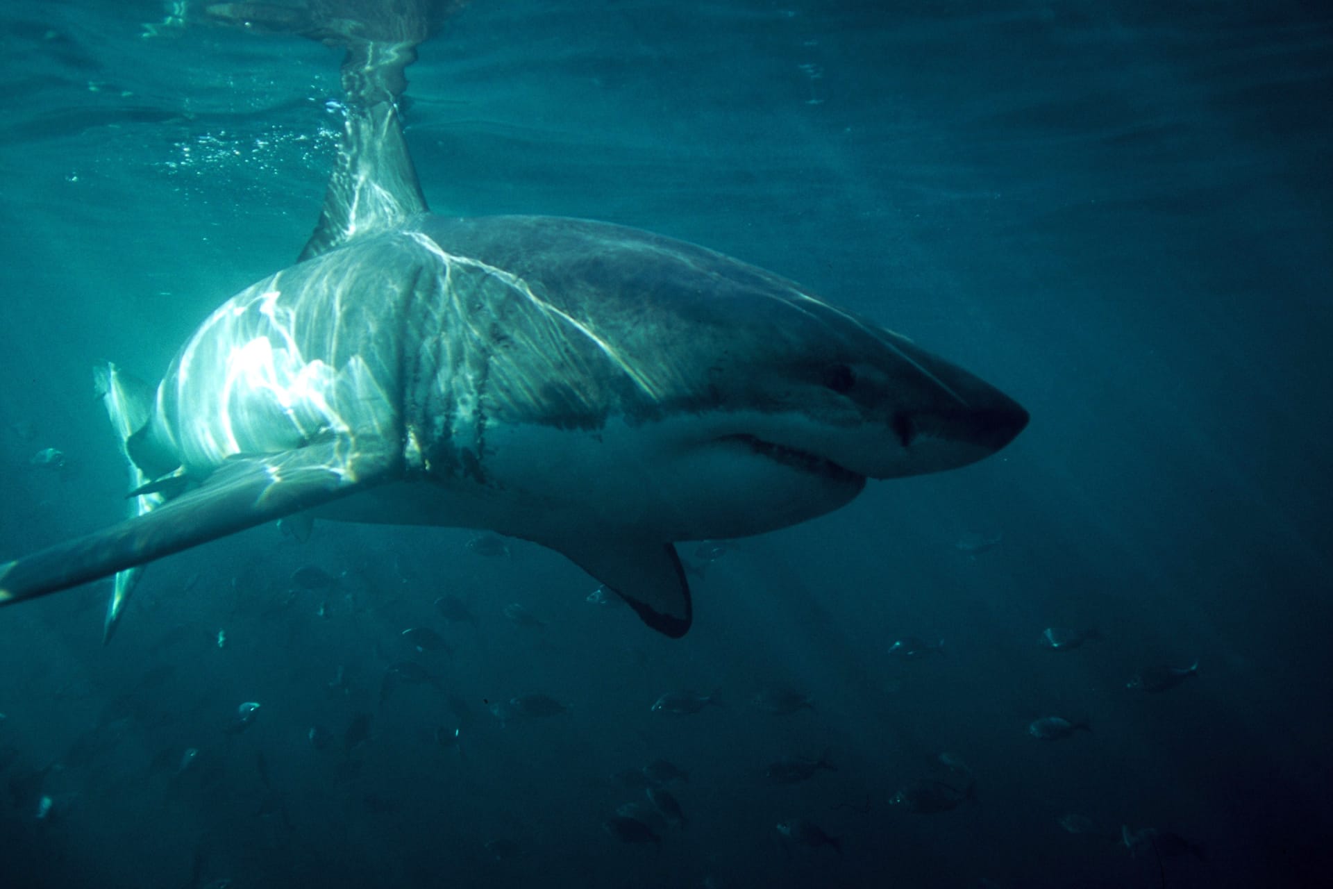 Requin Tueur Dans Un Autre Monde REQUINS NON TUEURS | ICI Explora