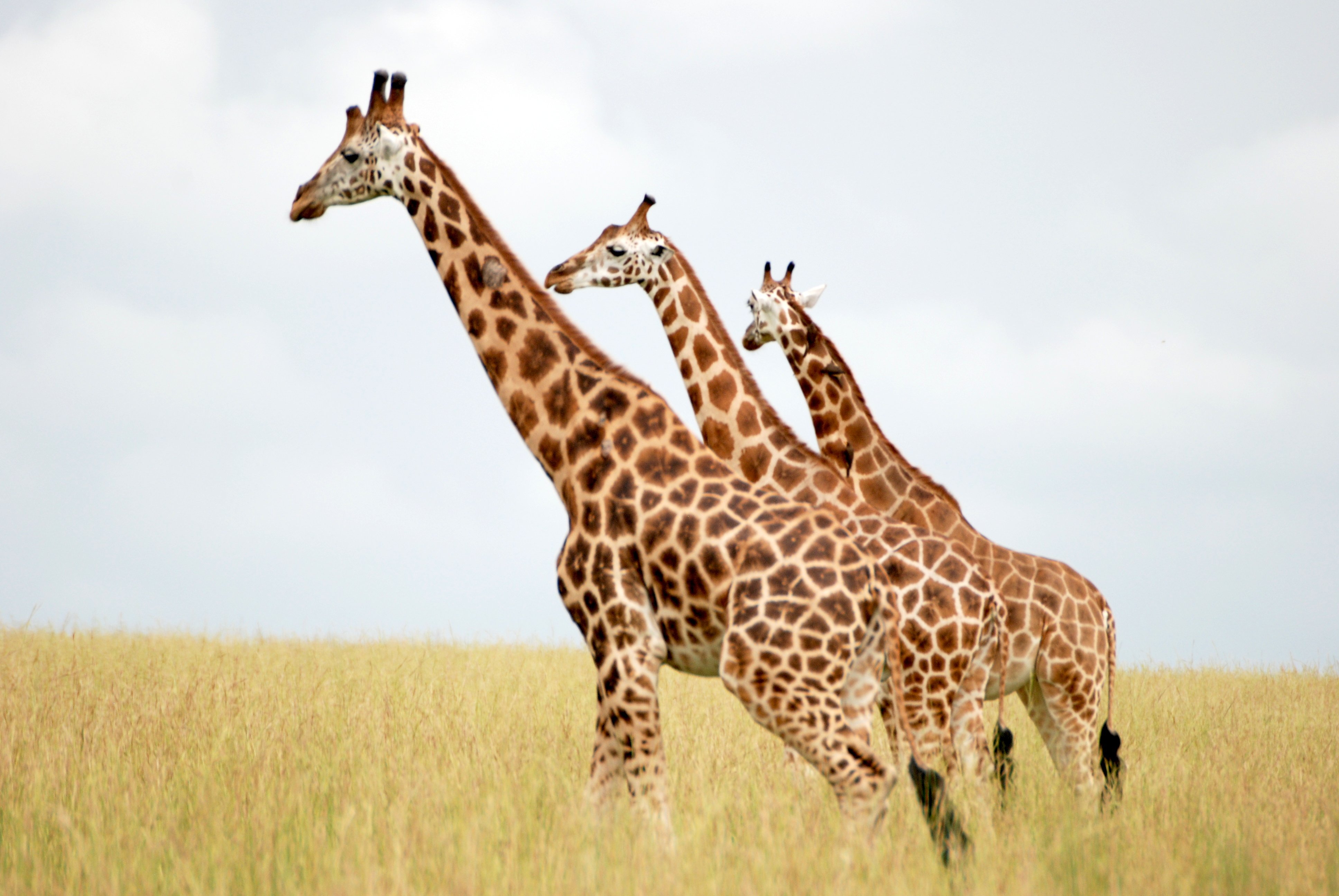Prouesses naturelles épisode 2 - Girafes