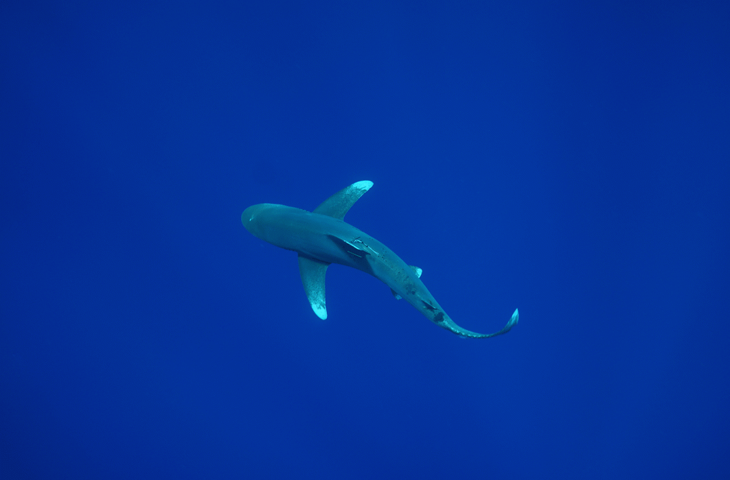 La silhouette d'un requin.