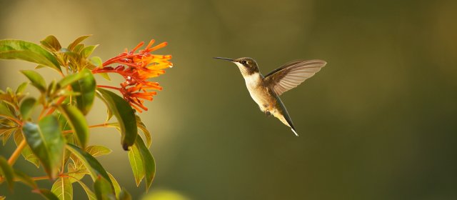 Prodigieux colibris