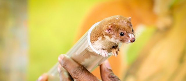 Petits animaux miracles de la nature