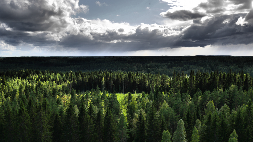La parole aux arbres