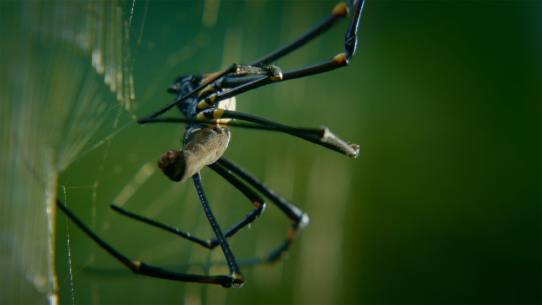 Créatures meurtrières d'Australie