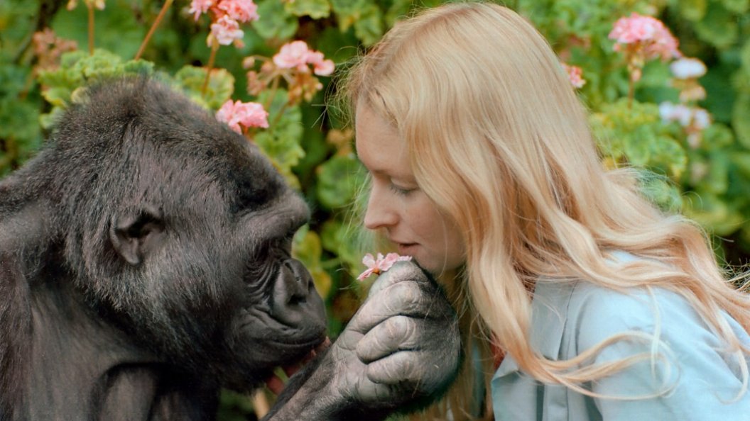 La fascinante histoire de Koko le gorille