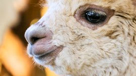 Le monde merveilleux des bébés animaux