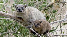 Les réseaux sociaux des animaux