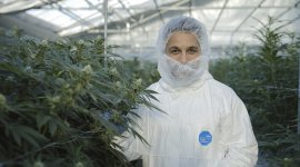 La vérité sur le cannabis