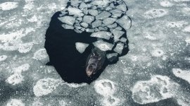 L'oasis arctique
