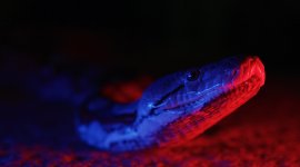 Prédateurs du crépuscule