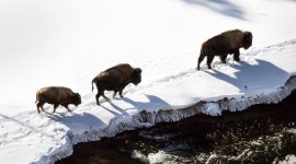 Yellowstone : nature extrême