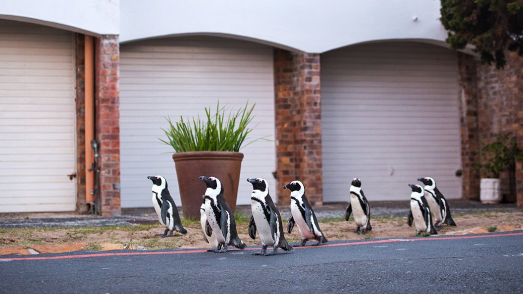 Des animaux dans la ville