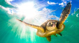 Voyage en îles tropicales