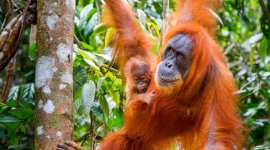 Primates, une affaire de famille