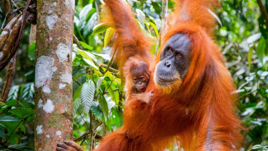 Primates, une affaire de famille