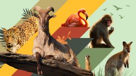 La vie secrète des animaux