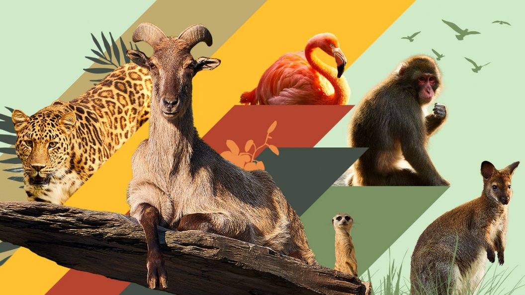 La vie secrète des animaux