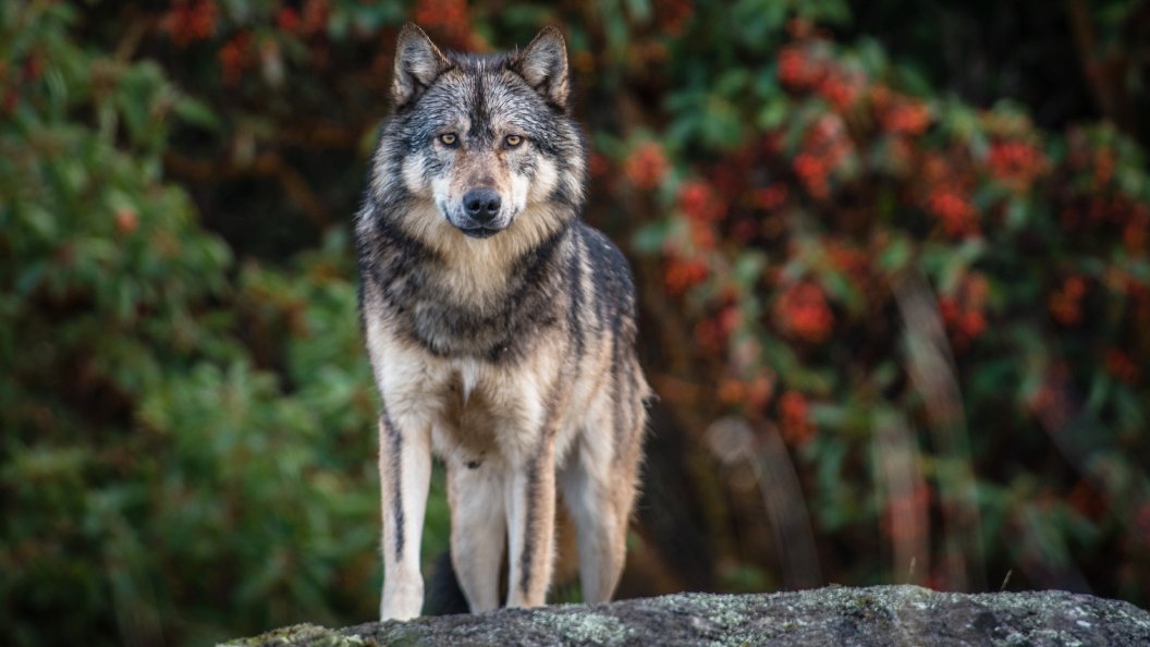 Takaya, le loup solitaire