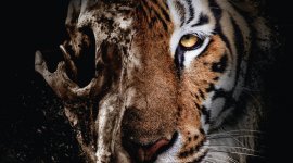 La mafia du tigre