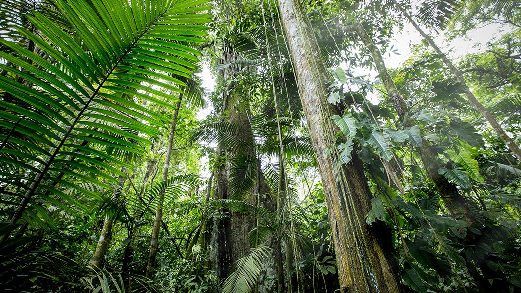 Planète verte