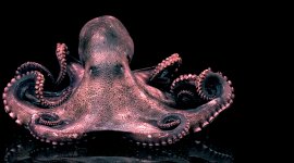 Les superpouvoirs des animaux