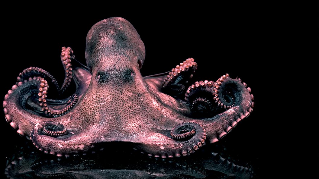 Les superpouvoirs des animaux