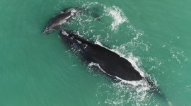 Les dernières baleines noires