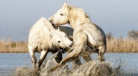 Animalement vôtre