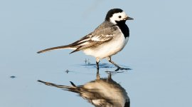 Nos voisins à plumes