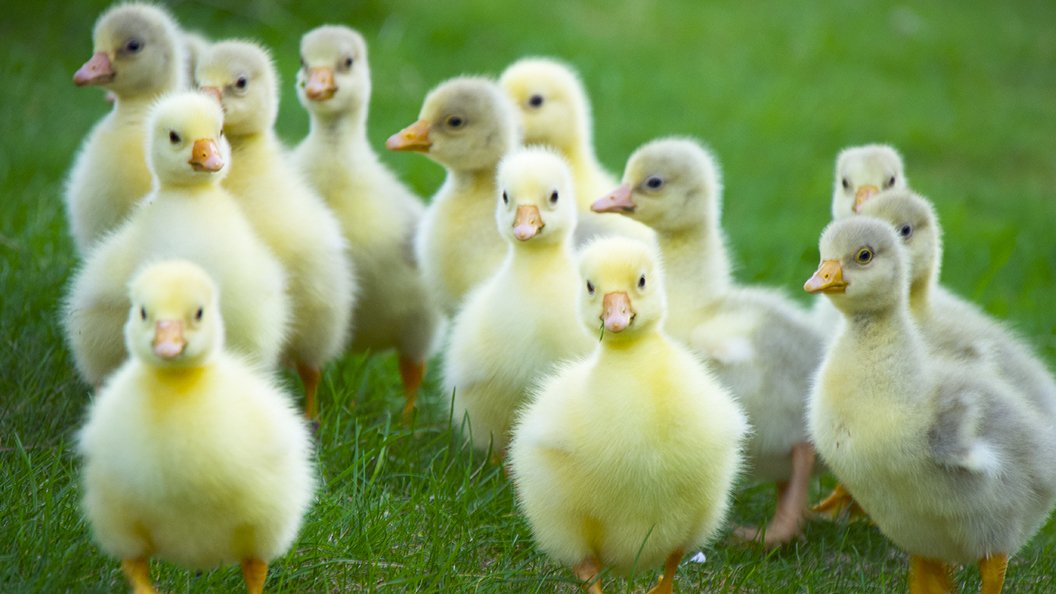 La Vie Cachée Des Animaux De La Ferme Ici Explora 3667