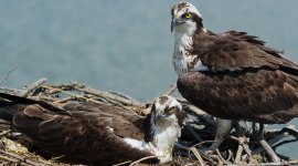 Le retour du balbuzard pêcheur : un rapace en été