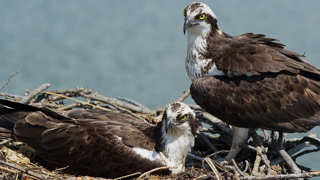 Le retour du balbuzard pêcheur : un rapace en été