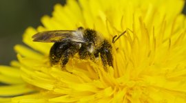 Mon jardin aux mille abeilles