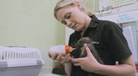 Sos animaux sauvages