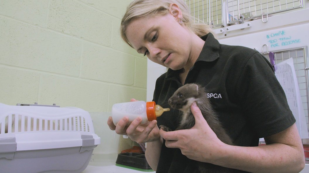 Sos animaux sauvages