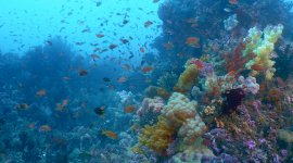 Triangle de corail : merveilleuse biodiversité marine