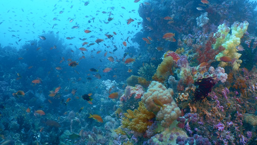 Triangle de corail : merveilleuse biodiversité marine